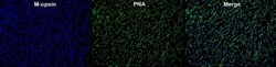Opsin 1 (Medium Wave) Antibody, Novus Biologicals 0.025 mL; Unconjugated:Antibodies,